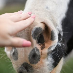 Masterclass 21 jours pour maîtriser le magnétisme et apaiser avec ses mains