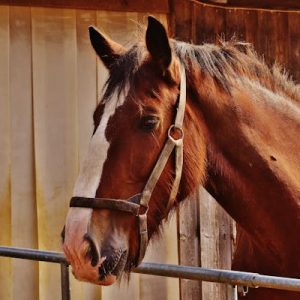 Je m'initie à la communication animale